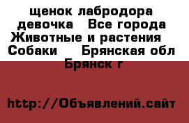 щенок лабродора девочка - Все города Животные и растения » Собаки   . Брянская обл.,Брянск г.